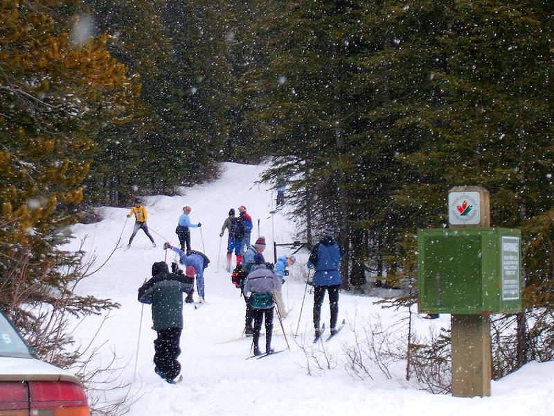 Cross-country skiers on a snowy forest trail